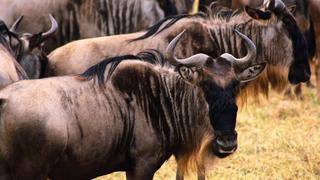 Sensational Specialists Sensational Specialists