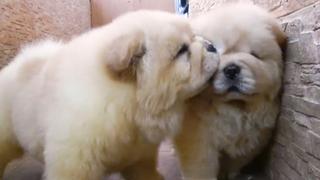 Four Paw Entertainment