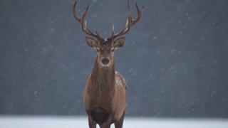 Paranormal Caught on Camera