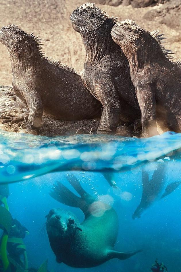 Planet Earth: A Celebration