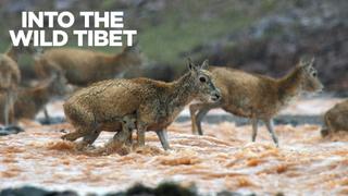 Into the Wild Tibet