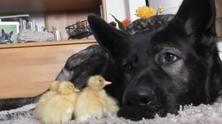 Pampered Pets