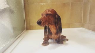 Doggone it! Doggone it!