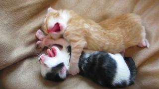 The Whole Kitten & Caboodle