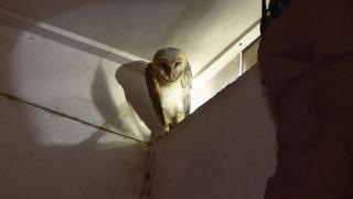 Anglers, Alcohol and Owls Anglers, Alcohol and Owls