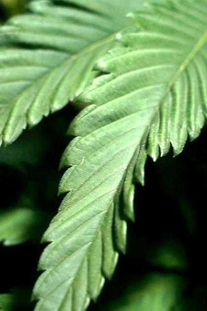 Cannabis: Through the Ages