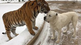 Cyber Animal
