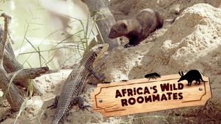 Africa's Wild Roommates