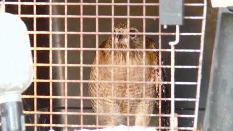 Confessions of a Poacher