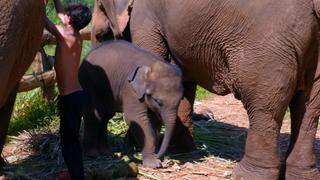 Colic for Elephants Colic for Elephants