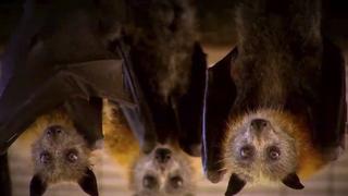 A Tornado of Bats and More A Tornado of Bats and More