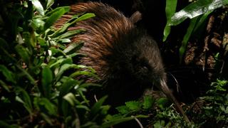 Primeval New Zealand