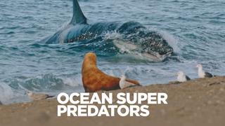 Ocean Super Predators