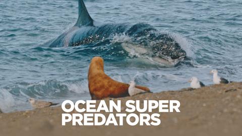 Ocean Super Predators