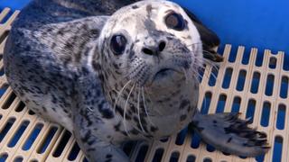 Animal Rescues Animal Rescues