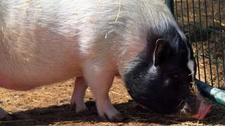 Petra's Pigs Petra's Pigs