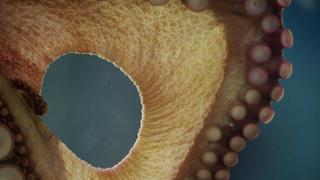 Night at the Aquarium Night at the Aquarium