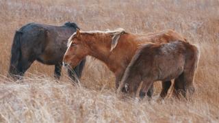 A Horse's Tale - Narrated by Kate Winslet