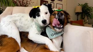 Best Pets of the Month