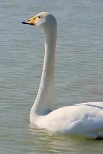 China's Swan Lake