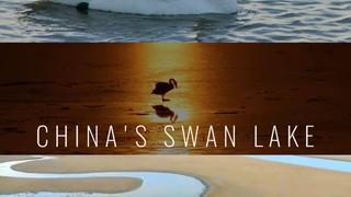  watch China's Swan Lake
