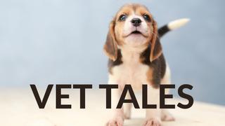 Vet Tales