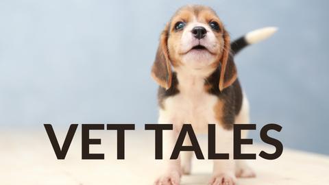 Vet Tales