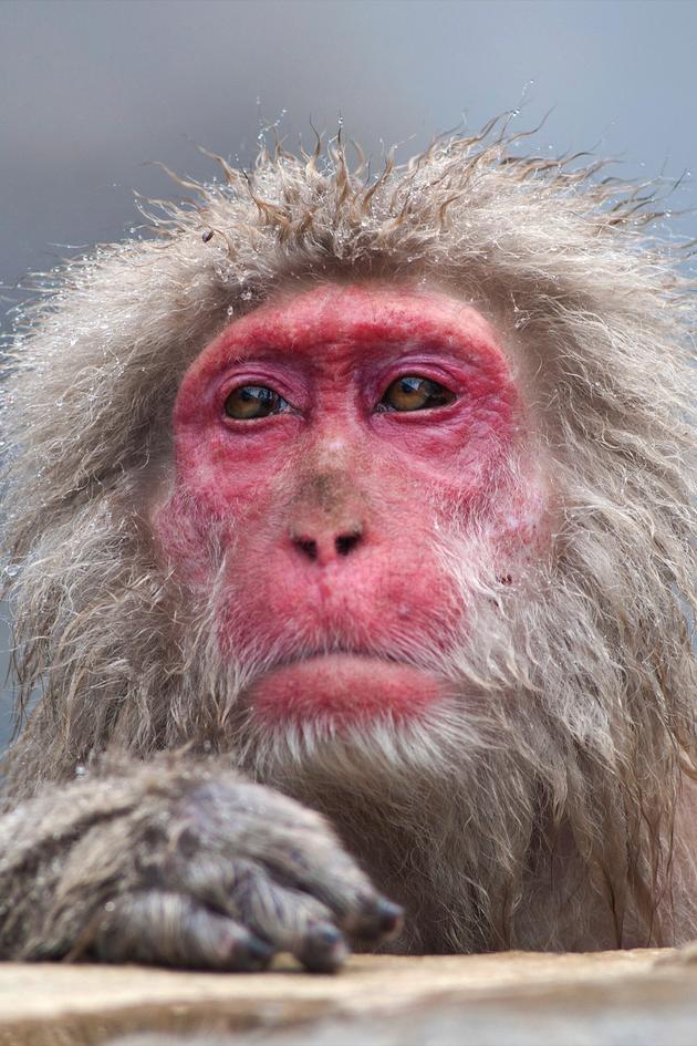 A Wild Year On Earth