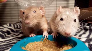 Oh, Rats!