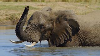 The Great Elephant Tale