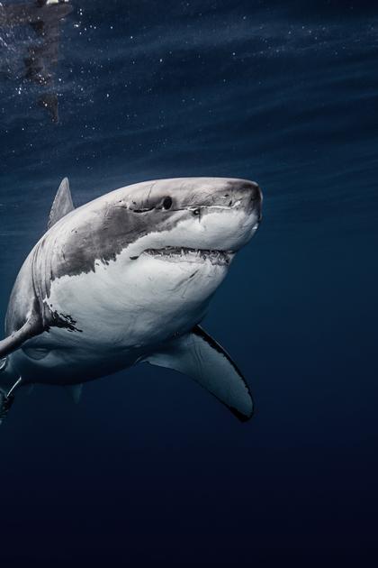 Murder by Shark: Mysteries of the Birkenhead Disaster