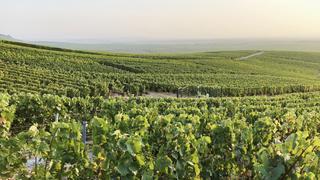 France Dying on the Vine