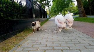 Impawsters
