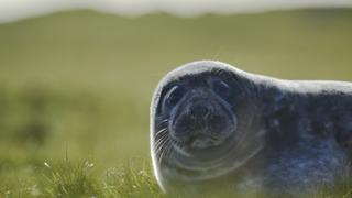 Children of the Storm Children of the Storm