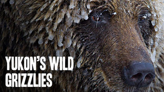 Yukon's Wild Grizzlies