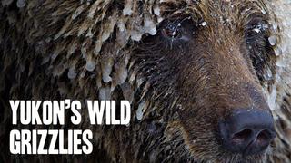 Yukon's Wild Grizzlies