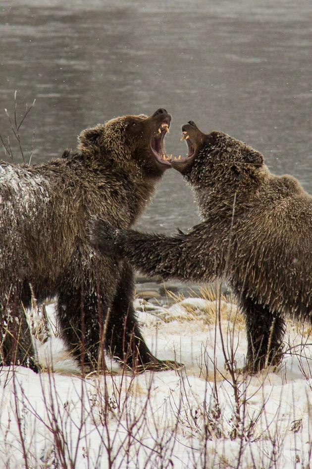 Yukon's Wild Grizzlies