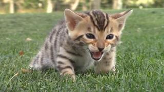 Citizen Canine Citizen Canine