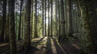 Paranormal Caught on Camera