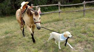 Animals Got Talent