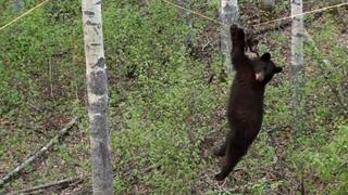 Bear on a Wire Bear on a Wire