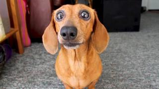 Cats on Call Cats on Call