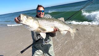 The Search for Animal Fin