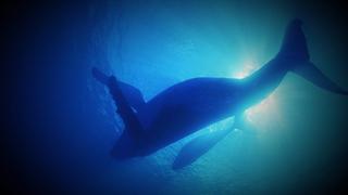 Deep Sea Sounds and Phantom Ships Deep Sea Sounds and Phantom Ships