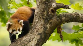 West: A Fragile Paradise West: A Fragile Paradise