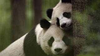 Central: A Balancing Act Central: A Balancing Act