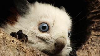 East - The Last Refuge East - The Last Refuge