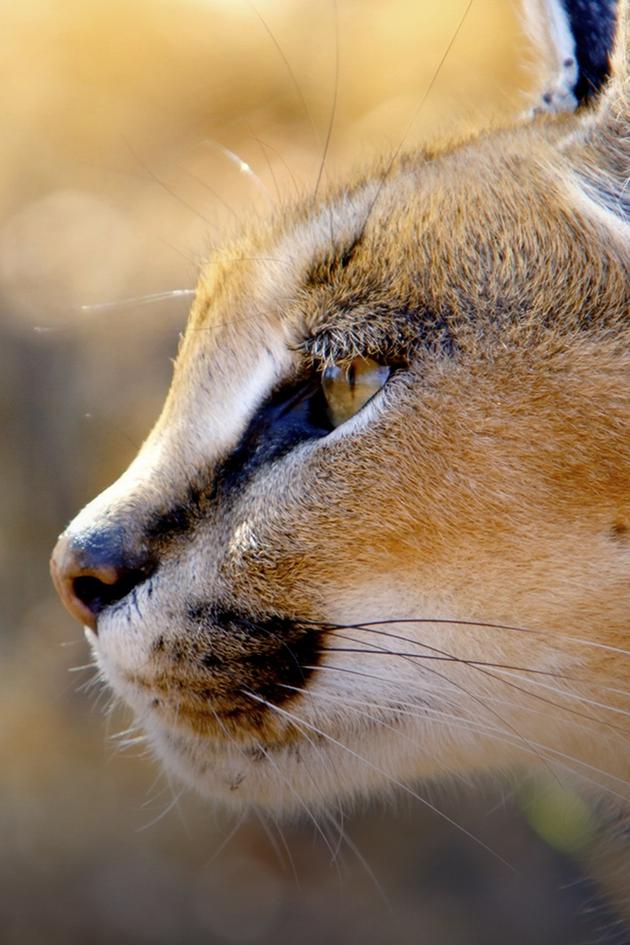 Africa's Wild Year