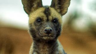 Lyca the Painted Wolf Lyca the Painted Wolf