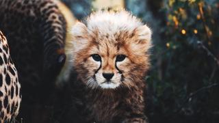 Usana the Cheetah Cub Usana the Cheetah Cub